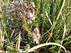 Sprengelia incarnata