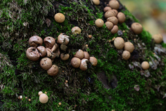 Apioperdon