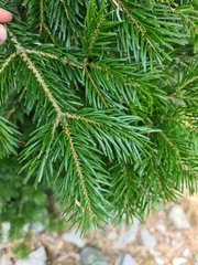 Abies cilicica