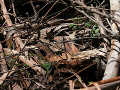 Lampropholis delicata