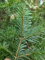 Abies cilicica