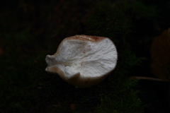 Apioperdon