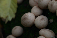 Apioperdon