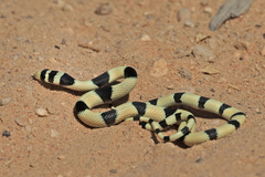 Platyceps elegantissimus