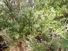 Leucopogon australis