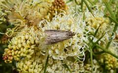 Achyra affinitalis