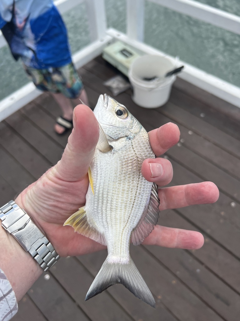 Yellowfin Bream from Hervey Bay, Toogoom, QLD, AU on October 03, 2022 at 0129 PM by