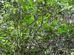 Gerygone mouki