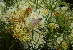 Achyra affinitalis