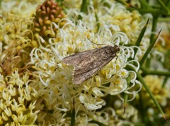 Achyra affinitalis
