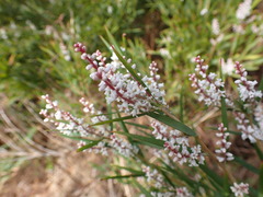 Leucopogon australis