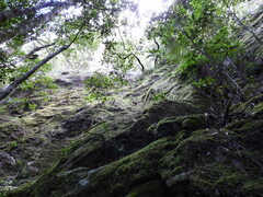 Dendrobium kingianum