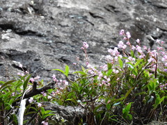 Dendrobium kingianum