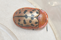 Conchyloctenia punctata