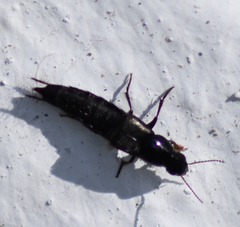 Staphylinidae