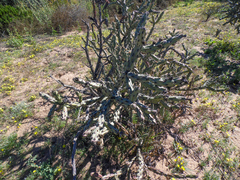 Cylindropuntia calmalliana