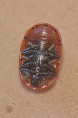 Conchyloctenia punctata