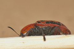 Conchyloctenia punctata