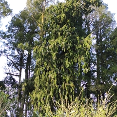 Dacrydium cupressinum