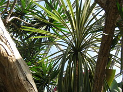 Dracaena reflexa angustifolia