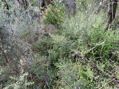 Prostanthera