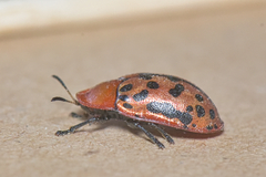 Conchyloctenia punctata