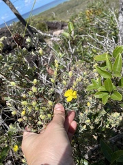 Hibbertia linearis