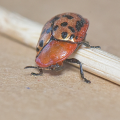 Conchyloctenia punctata