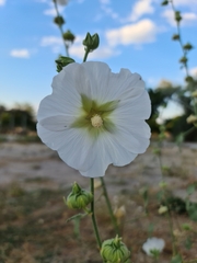 Alcea