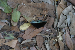 Lexias pardalis jadeitina