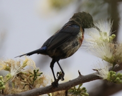 Cinnyris nectarinioides