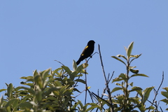 Euplectes capensis capensis