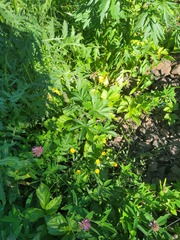 Potentilla thuringiaca