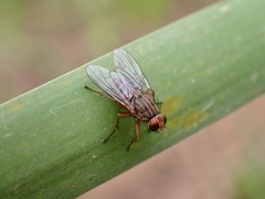 Pygophora apicalis