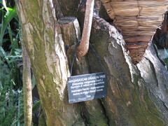 Dracaena reflexa angustifolia