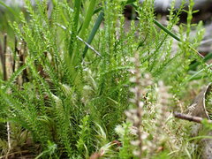 Selaginella uliginosa