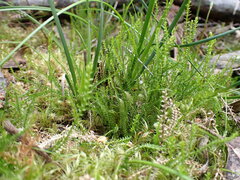 Selaginella uliginosa