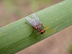 Pygophora apicalis