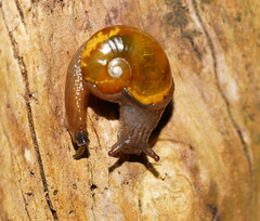 Helicarion cuvieri