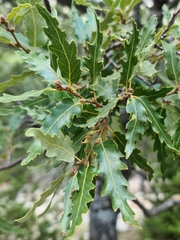 Quercus cerris