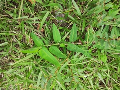 Alysicarpus ovalifolius