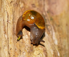 Helicarion cuvieri