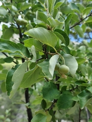 Styrax officinalis