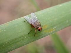 Pygophora apicalis