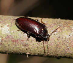 Lepispilus stygianus