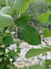 Styrax officinalis