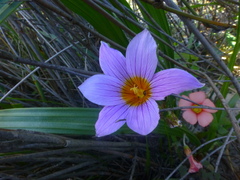 Romulea tabularis