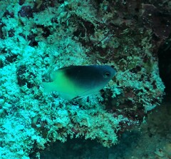 Chrysiptera rollandi