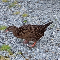 Gallirallus australis australis
