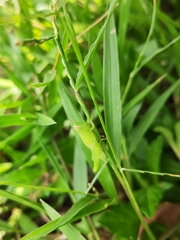Pseudoxya diminuta